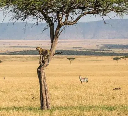 TANZANIA_Legendary-Expeditions_Legendary-Serengeti-Mobile-Camp_10-Legendary-Serengeti-Mobile-Camp--Cheetak-in-tree--copyright-Scott-Ramsay--www.LoveWildAfrica