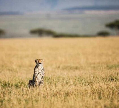 TANZANIA_Legendary-Expeditions_Legendary-Serengeti-Mobile-Camp_15-Legendary-Serengeti-Mobile-Camp--Cheetah--copyright-Scott-Ramsay--www.LoveWildAfrica