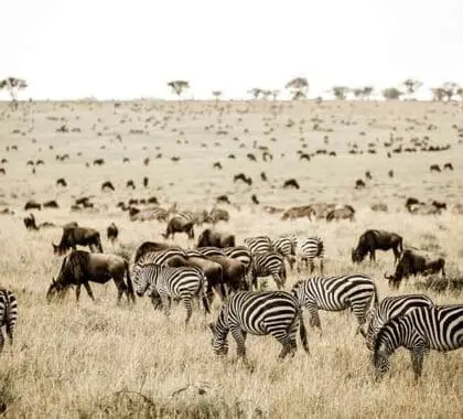 TANZANIA_Legendary-Expeditions_Legendary-Serengeti-Mobile-Camp_2.-Legendary-Serengeti-Mobile-Camp-Vast-plains--copyright-Scott-Ramsay--www.LoveWildAfrica