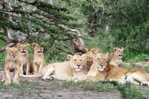 Observación de la fauna.