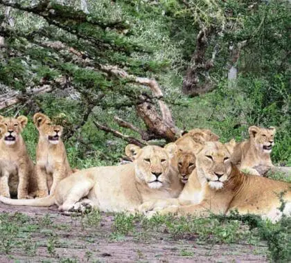 Observación de la fauna.