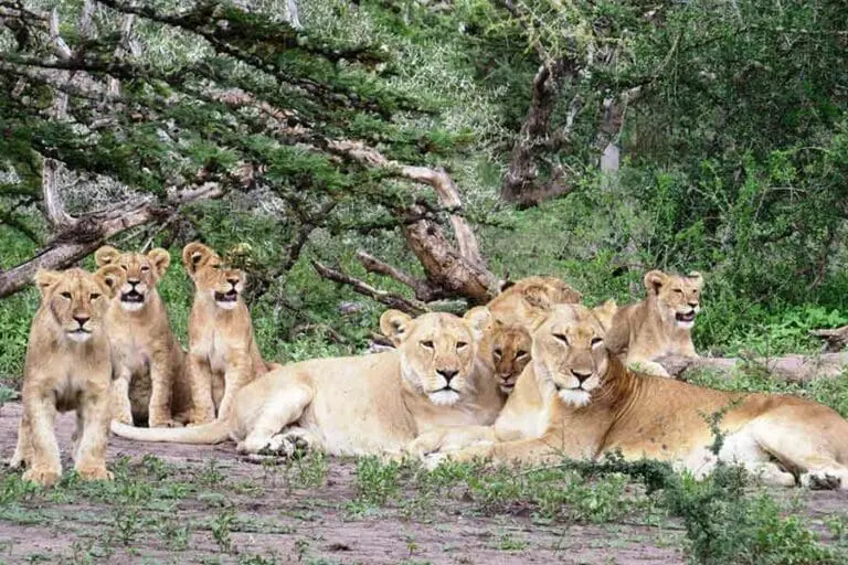 Wildlife viewing.