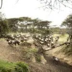Increíbles encuentros con la fauna salvaje en la Reserva Nacional de Masai Mara.