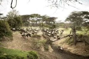 Increíbles encuentros con la fauna salvaje en la Reserva Nacional de Masai Mara.