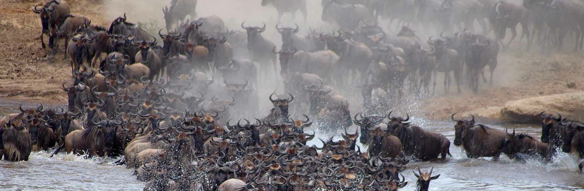 Banner-Serengeti-Roving-Bushtops_Crossing-1-scaled