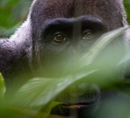 [Infographic]: Gorilla Trekking in the Congo