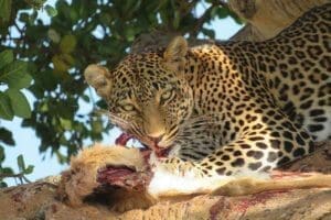 Un leopardo con su presa.