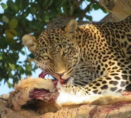 Un leopardo con su presa.