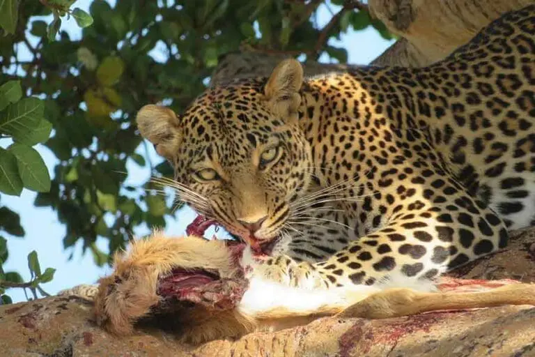 A leopard with its kill.