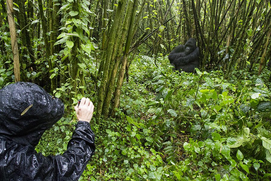 Tourist filming mountain gorilla in bamboo forest of Volcanoes National Park, Rwanda.