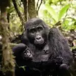 Encuentros cara a cara con gorilas en peligro de extinción.