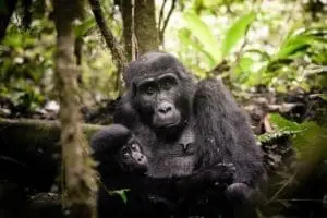 Encuentros cara a cara con gorilas en peligro de extinción.