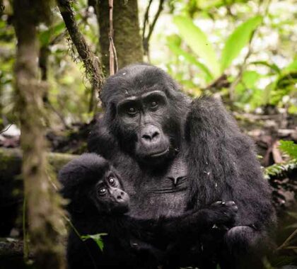 Face to face encounters with endangered gorillas.