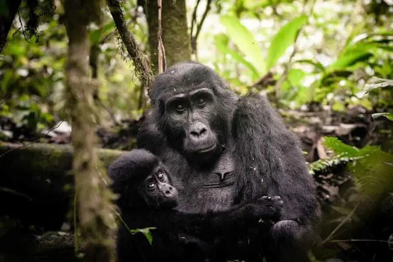 Encuentros cara a cara con gorilas en peligro de extinción.