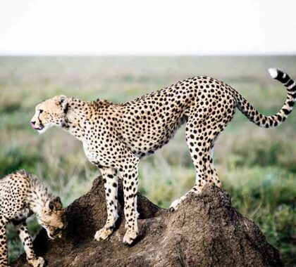 Sanctuary-Kichakani-Serengeti-Camp-_Wildlife