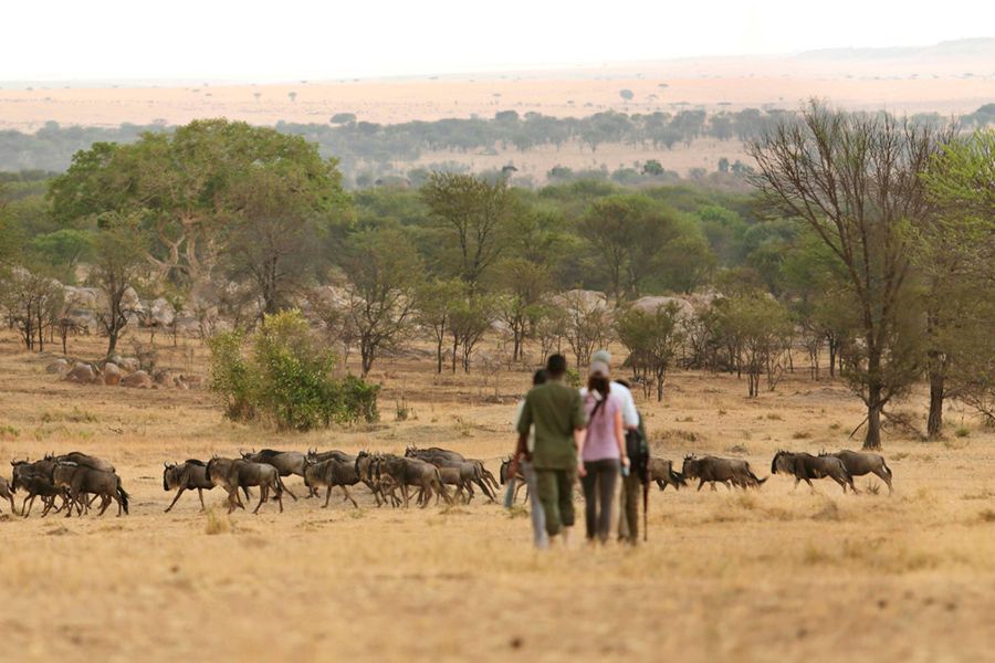 Sayari Walking safari with expert walking guide.