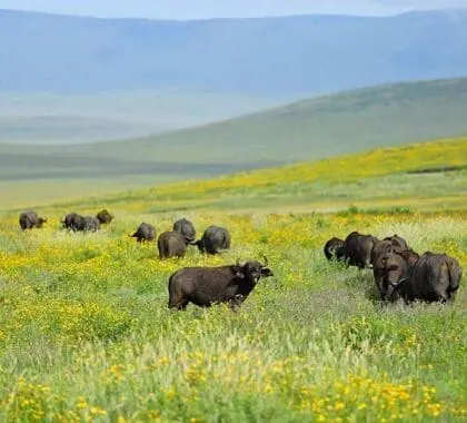 The-Highlands-Buffalo-in-the-Ngorongoro