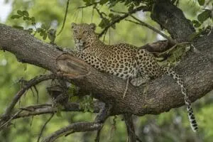 Increíbles avistamientos de Big5.
