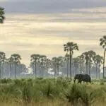Fauna legendaria con las palmeras Real Fan al fondo.