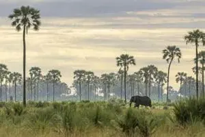 Fauna legendaria con las palmeras Real Fan al fondo.
