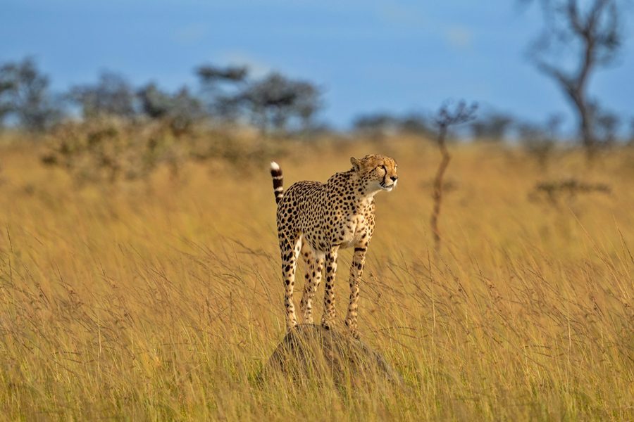 Cheetah in Masai Mara, Kenya | Go2Africa