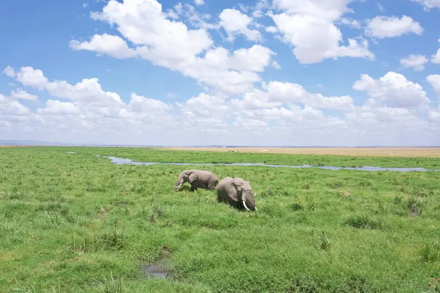 Elephants in Amboseli National Park, Kenya | Go2Africa