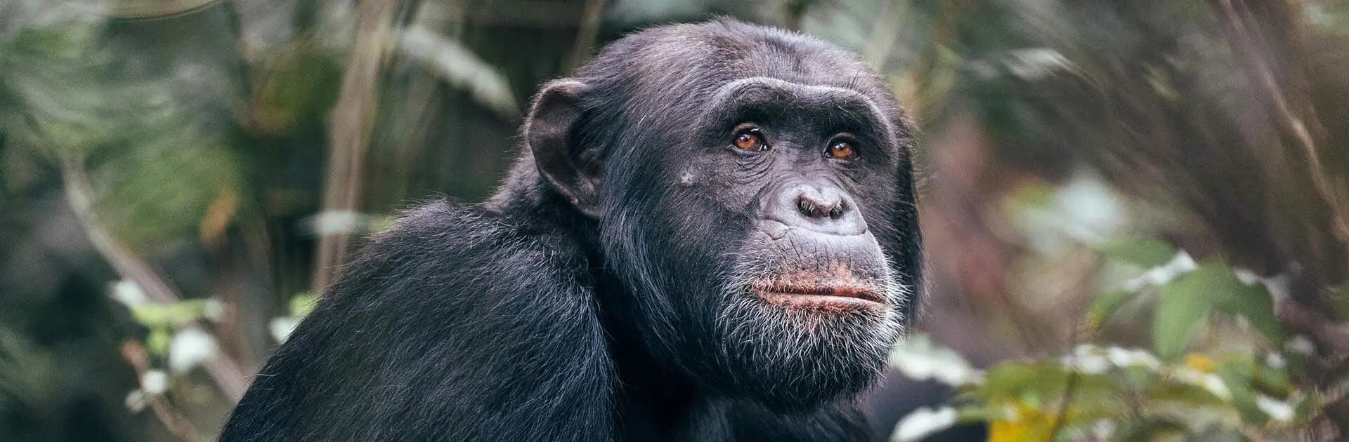 banner-chimp_habituation_project_-_rubondo__island1