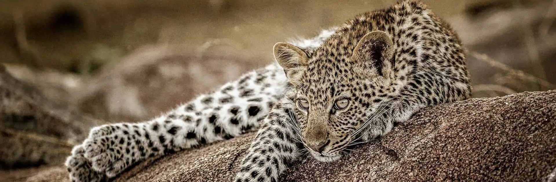 banner_TANZANIA_Legendary-Expeditions_Mwiba-Lodge_11.Mwiba-Lodge-amazing-sightings-copyright-Scott-Ramsay--www.LoveWildAfrica