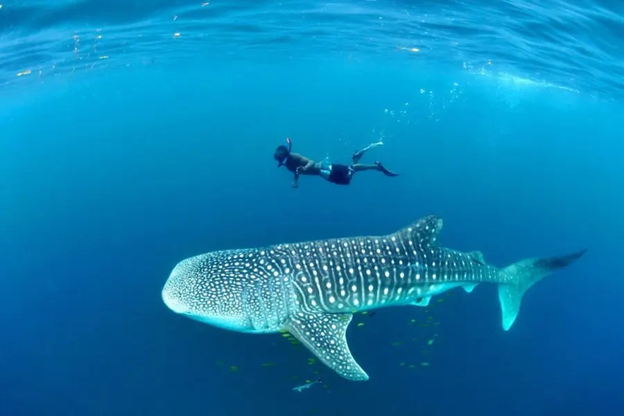 Swimming with whale sharks at Mafia Island, Tanzania | Go2Africa