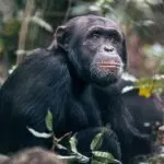 Chimp trekking at Rubondo Island Camp.