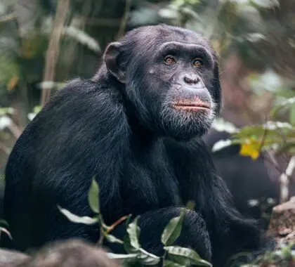 Senderismo con chimpancés en el campamento de la isla de Rubondo.