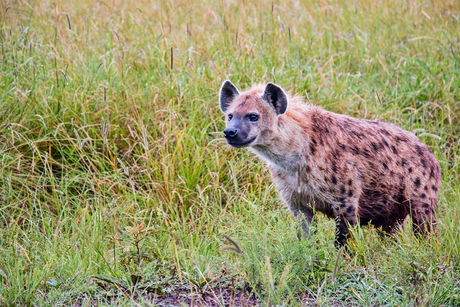 Hyena in the Masai Mara, Kenya | Go2Africa
