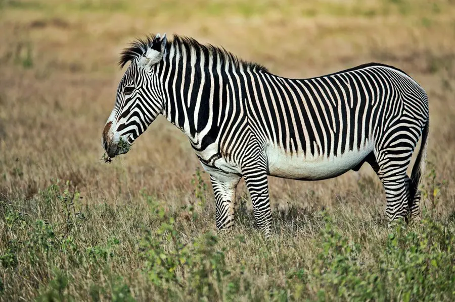 Grevy's zebra in Laikipia.