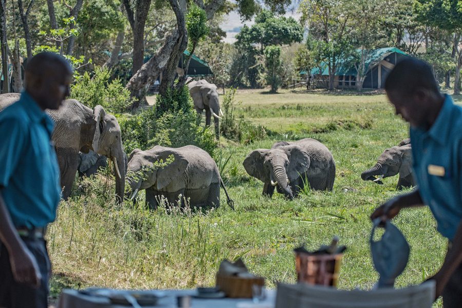 Elephants at Governors' Camp, Masai Mara, Kenya | Go2Africa