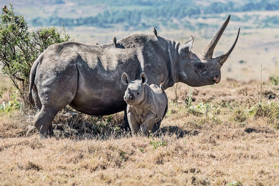 Black rhino in Laikipia, Kenya | Go2Africa