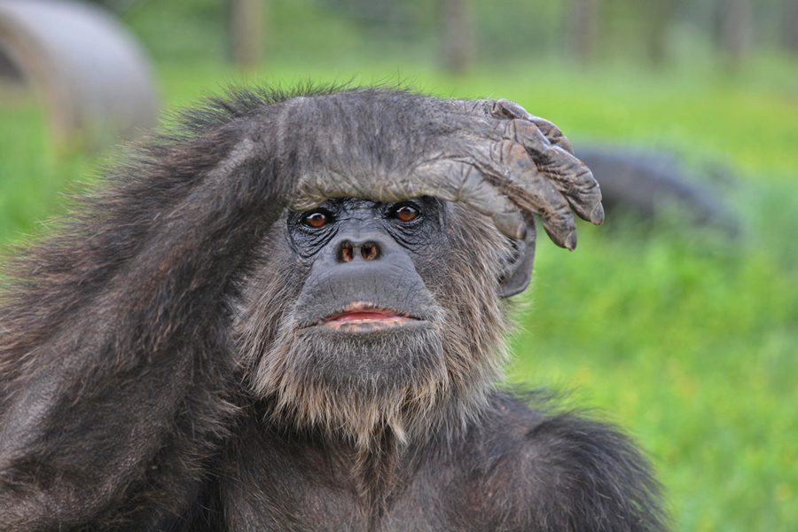 Chimpanzee in Laikipia, Kenya | Go2Africa