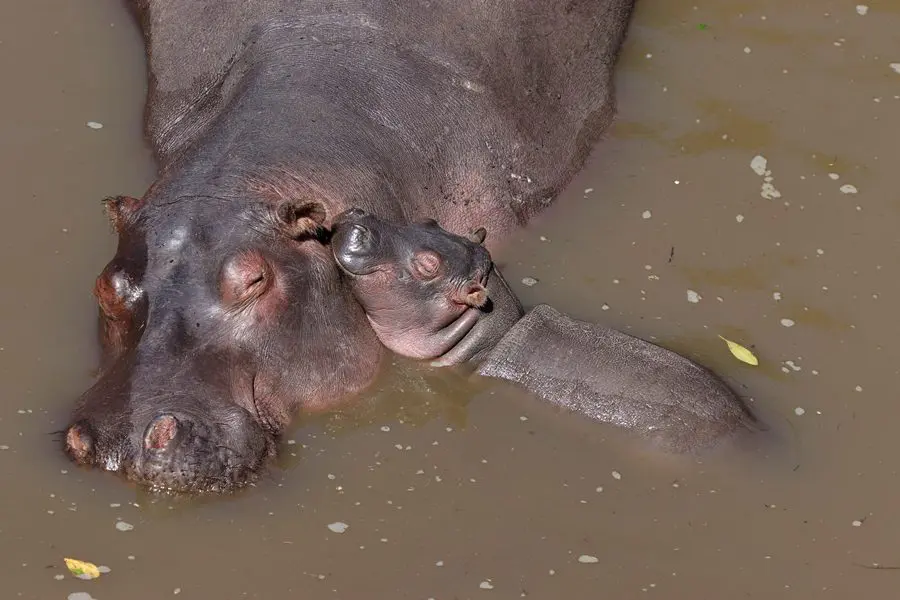 Hippo in the Masai Mara, Kenya | Go2Africa