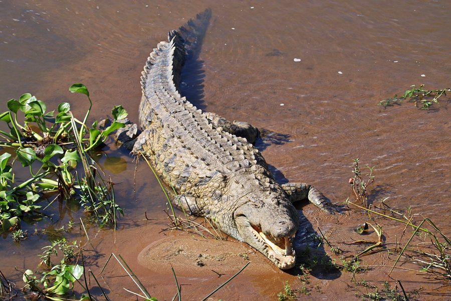 Crocodile in Masai Mara, Kenya | Go2Africa