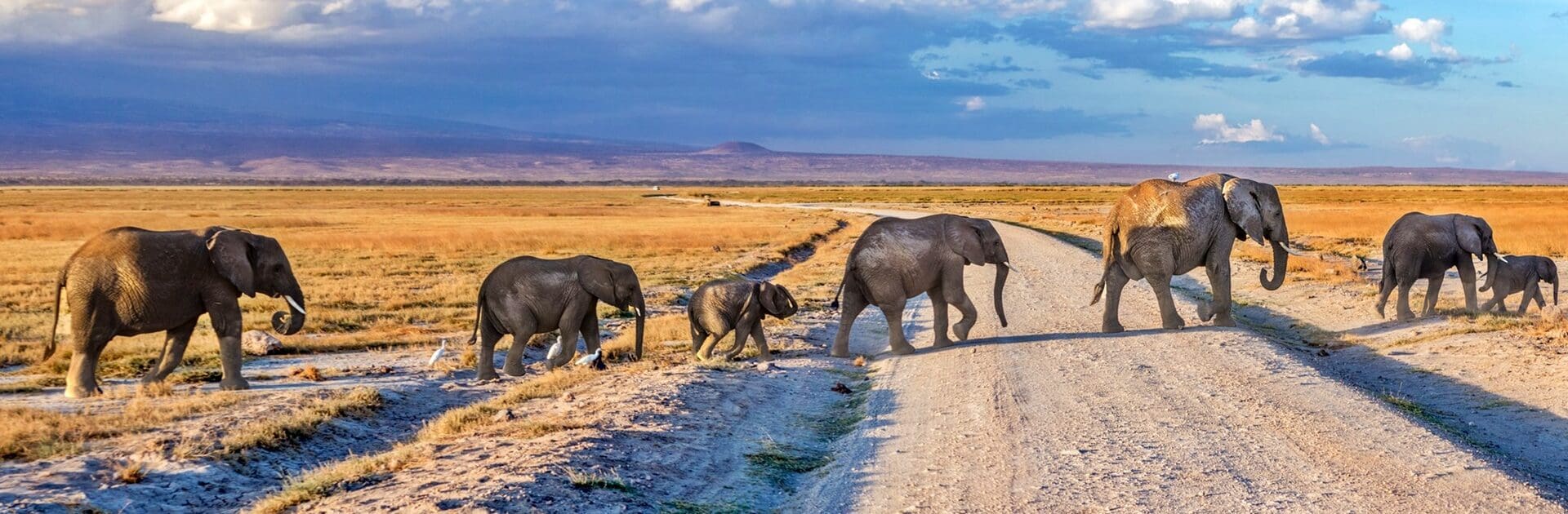 Elephants in Amboseli National Park, Kenya | Go2Africa