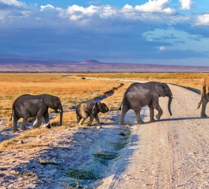 Elephants in Amboseli National Park, Kenya | Go2Africa