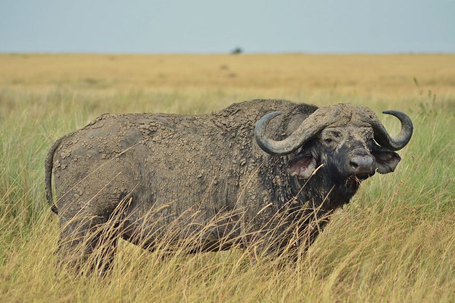 Buffalo in Masai Mara, Kenya | Go2Africa