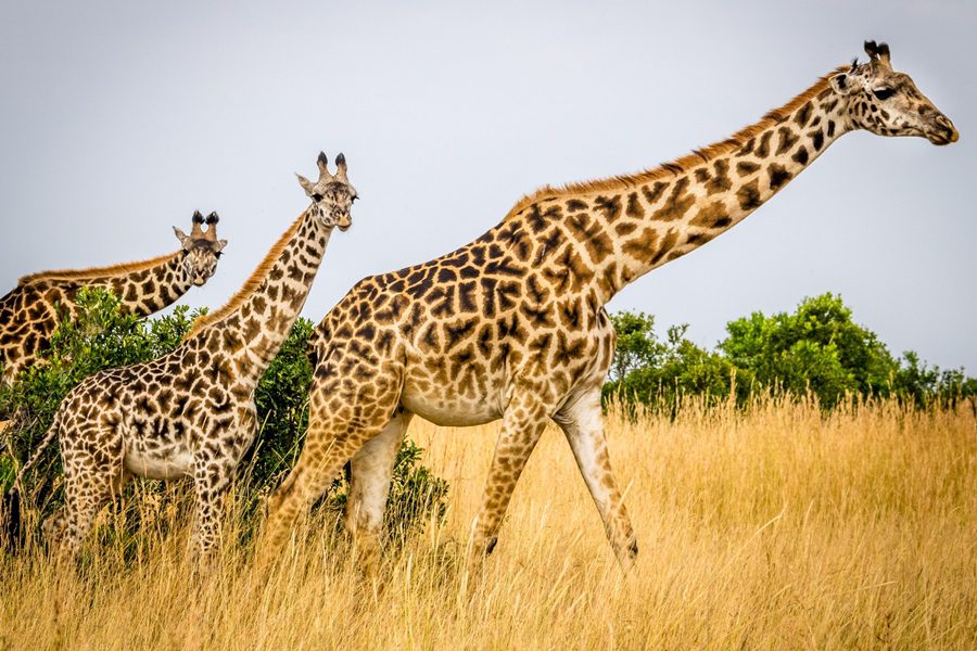 Giraffe in the Masai Mara, Kenya | Go2Africa