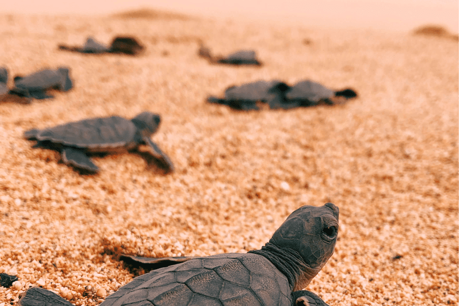Turtle hatching, Sundy Praia, Principe | Go2Africa