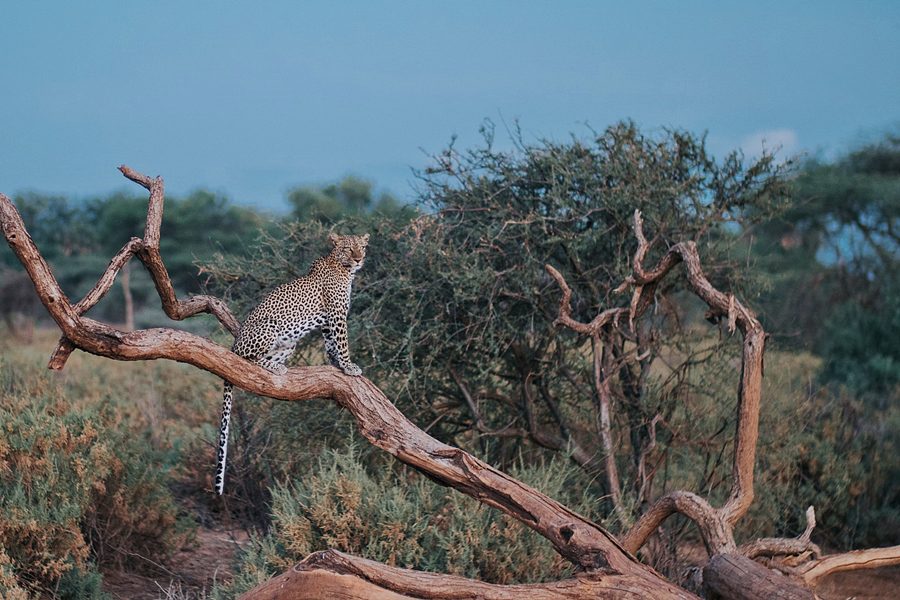 Leopard in Samburu National Reserve, Kenya | Go2Africa