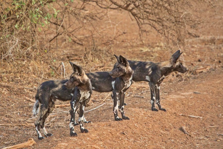 Wild dogs in Samburu National Reserve, Kenya | Go2Africa
