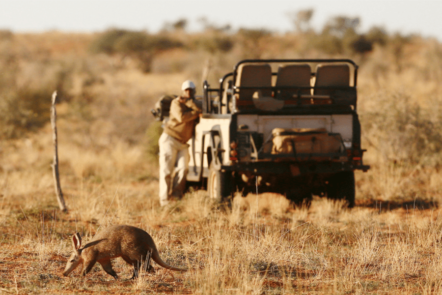 Tswalu Kalahari game drive and aardvark viewing, South Africa | Go2Africa