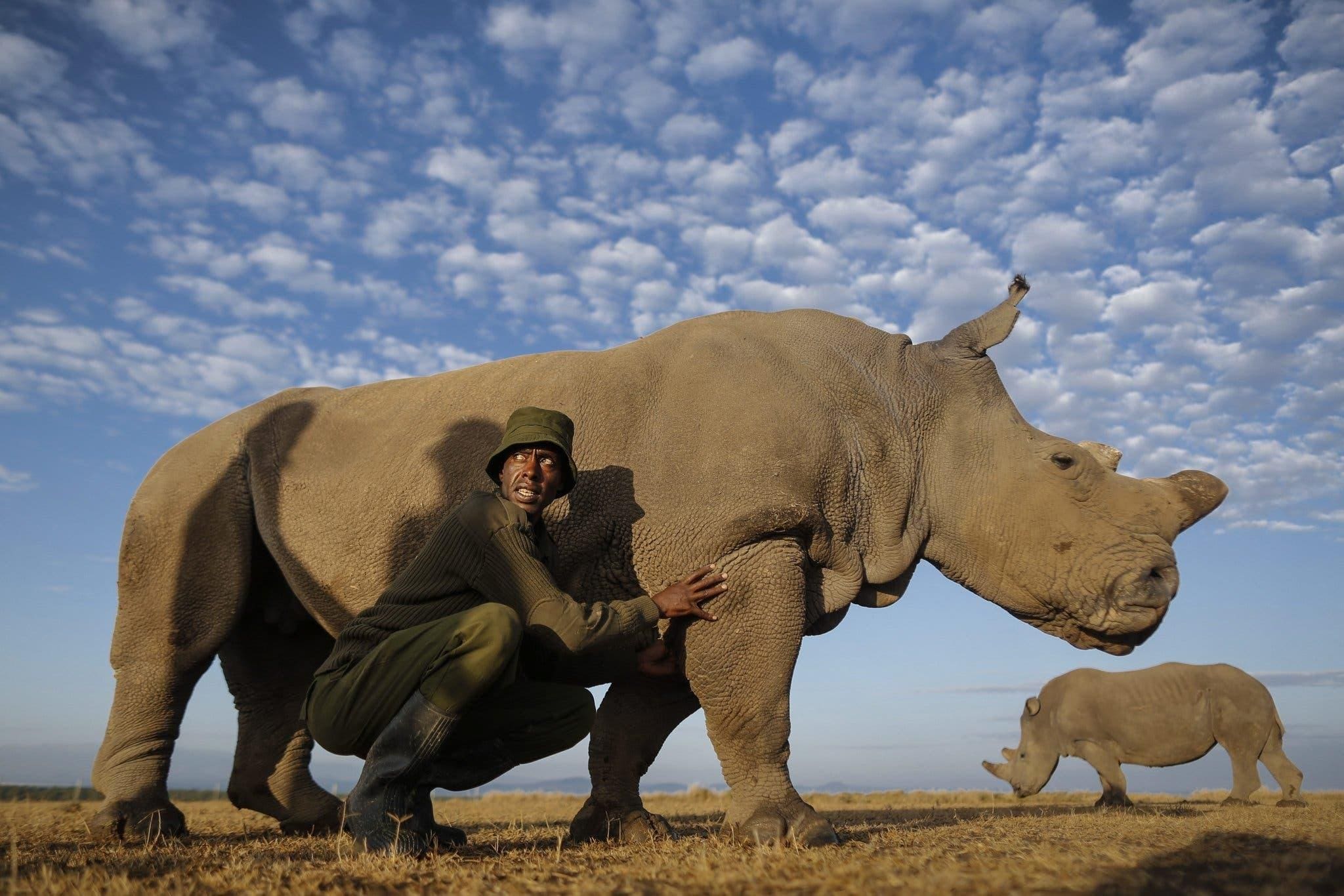 Conservación del rinoceronte en Ol Pejeta Conservancy, Kenia | Go2Africa