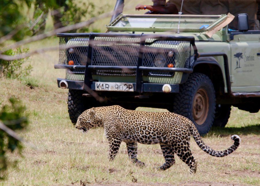 Leopard sighting with Saruni in Kenya | Go2Africa