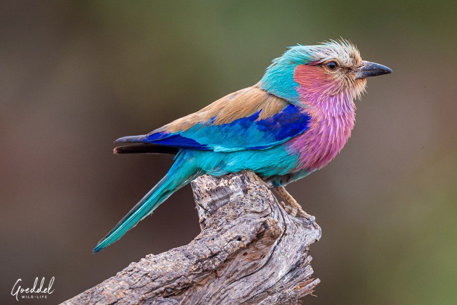 Lilac-Breasted Roller perched on a tree stump | Go2Africa