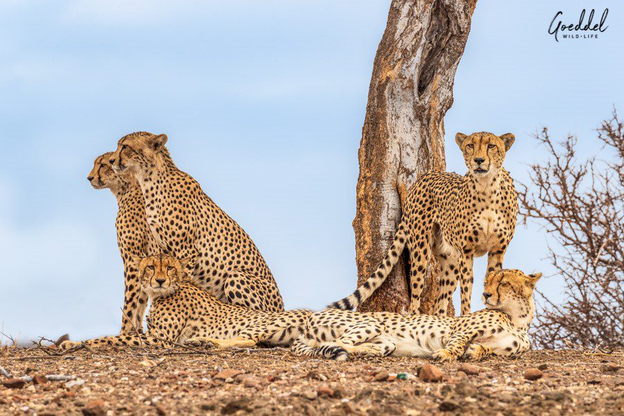 Cheetah family on the savannah, Botswana | Go2Africa